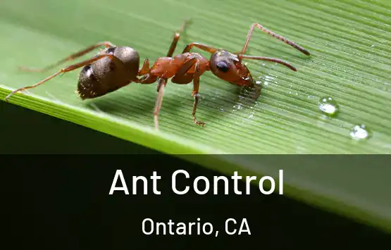  Ant Control Ontario, CA