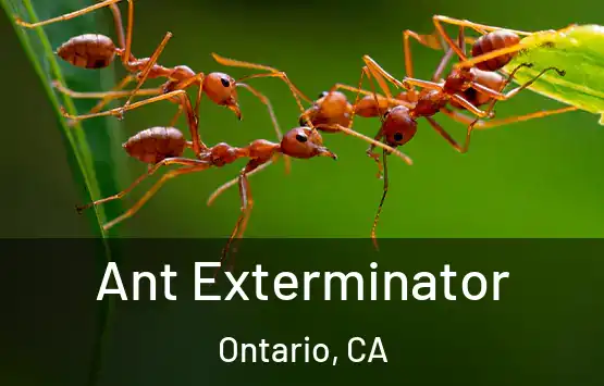  Ant Exterminator Ontario, CA