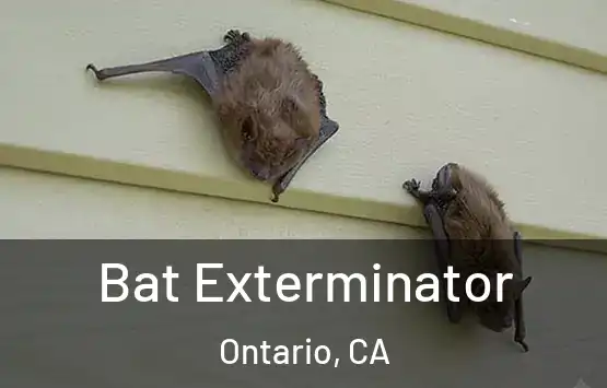  Bat Exterminator Ontario, CA