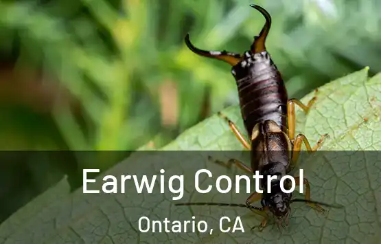  Earwig Control Ontario, CA