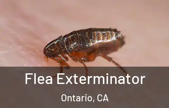  Flea Exterminator Ontario, CA