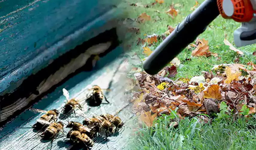 Wasps Pest Control Ontario, CA