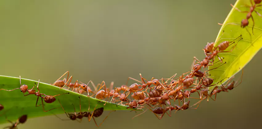 ant-control in Ontario, CA