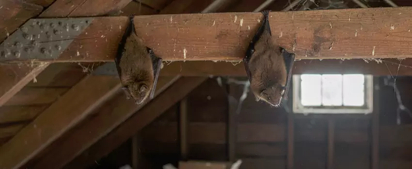 bat-exterminator in Ontario, CA