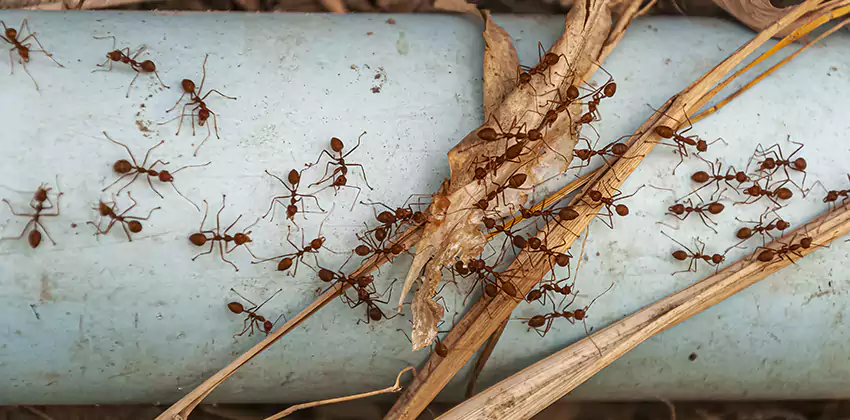 Fire Ant Extermination in Yards, Parks, and Outdoor Spaces Ontario, CA
