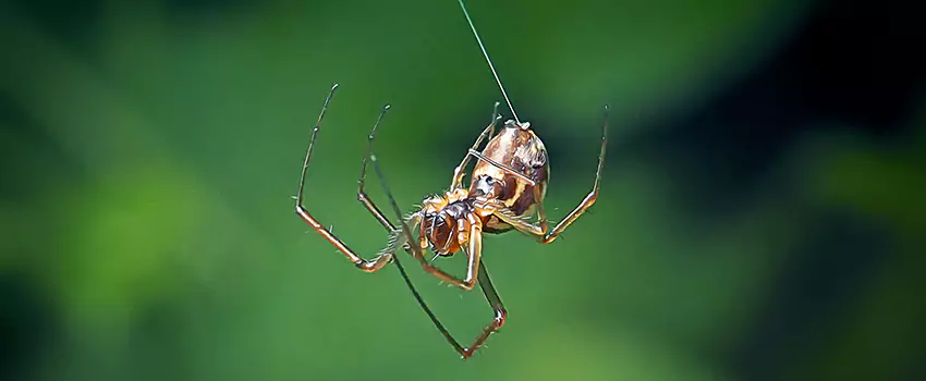 Spider and Mosquito Control Solutions Ontario, CA