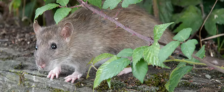 mice-control in Ontario, CA