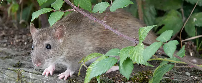mouse-control in Ontario, CA