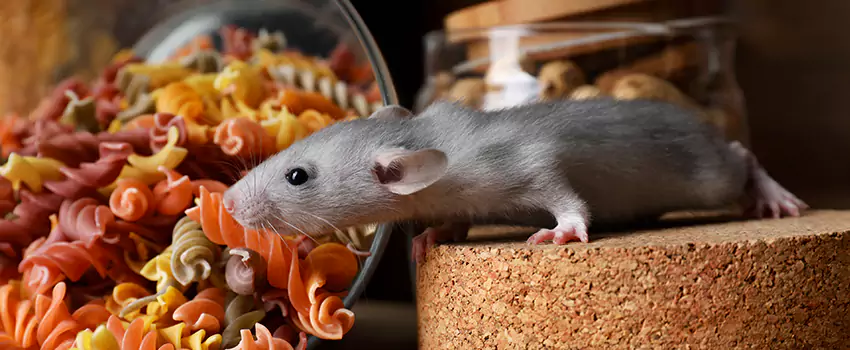 mouse-exterminator in Ontario, CA