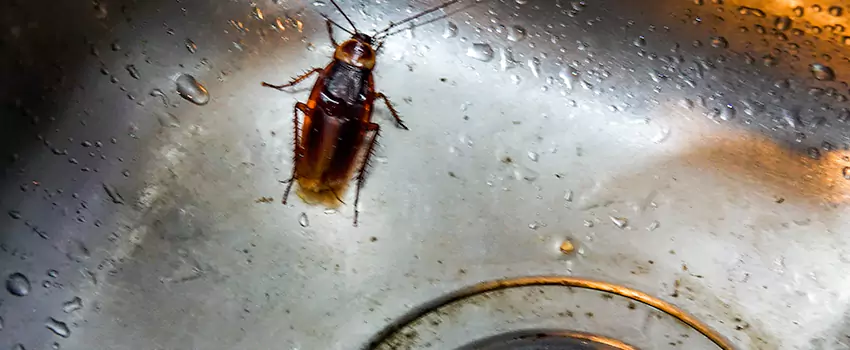 roach-control in Ontario, CA