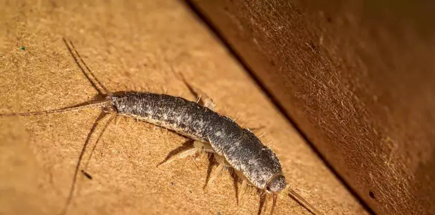 silverfish-control in Ontario, CA
