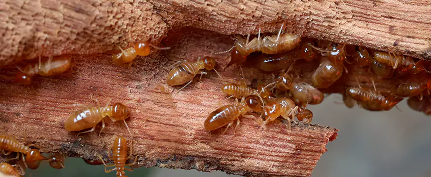 termite-treatment in Ontario, CA