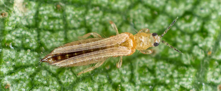 thrips-treatment in Ontario, CA