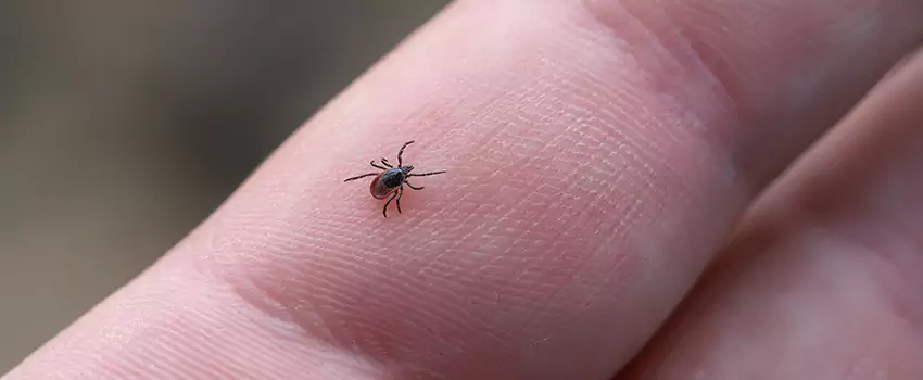 tick-control in Ontario, CA