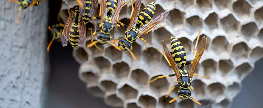 wasp-pest-control in Ontario, CA