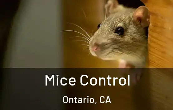  Mice Control Ontario, CA