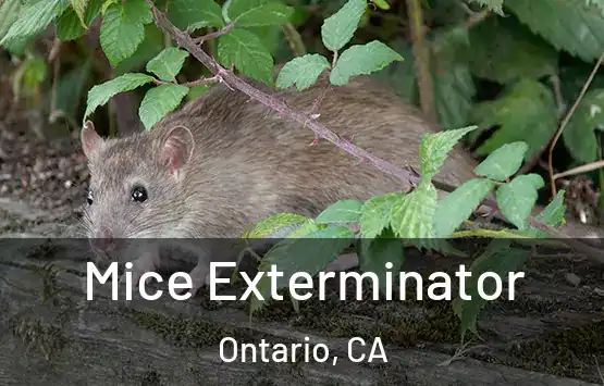  Mice Exterminator Ontario, CA
