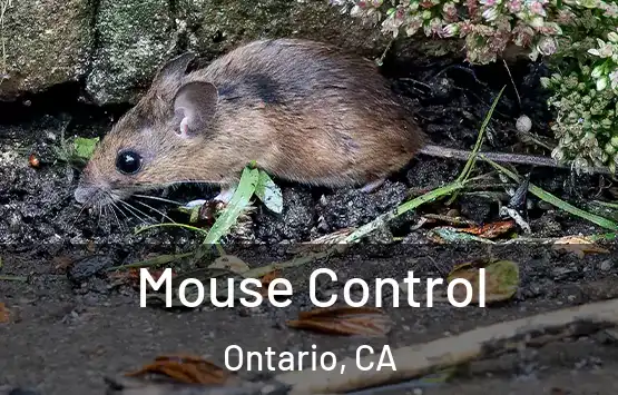 Mouse Control Ontario, CA