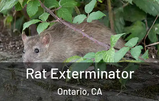  Rat Exterminator Ontario, CA