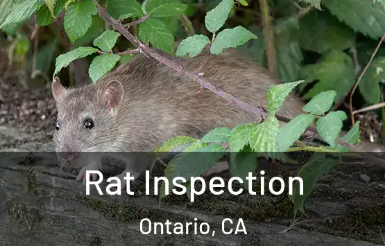  Rat Inspection Ontario, CA