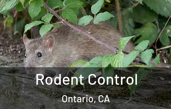  Rodent Control Ontario, CA
