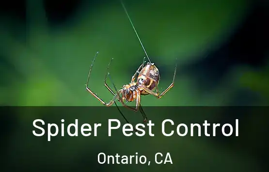  Spider Pest Control Ontario, CA