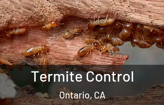  Termite Control Ontario, CA