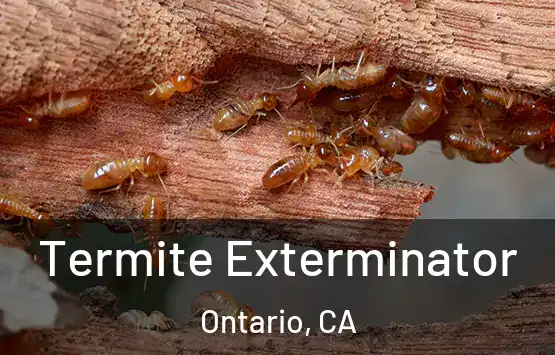  Termite Exterminator Ontario, CA