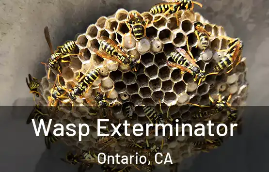  Wasp Exterminator Ontario, CA