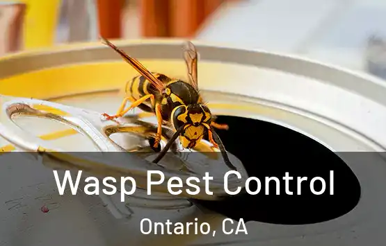  Wasp Pest Control Ontario, CA