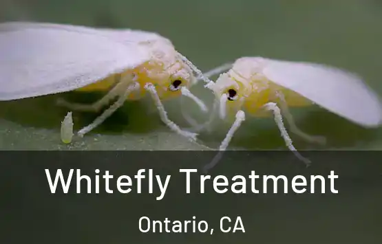  Whitefly Treatment Ontario, CA