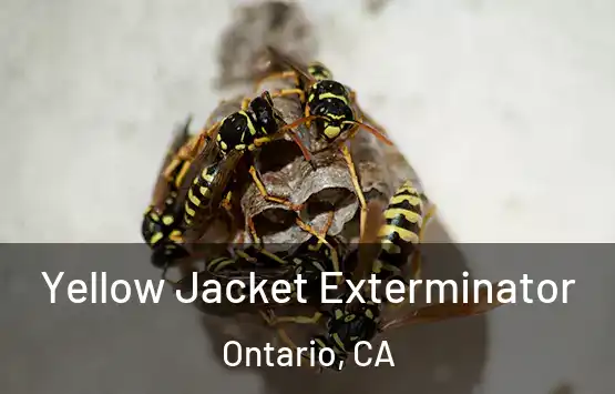  Yellow Jacket Exterminator Ontario, CA